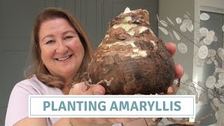 How To Plant Amaryllis Bulbs [upl. by Erv278]