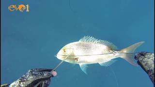 WILD SPEARS  Mediterranean Spearfishing  Lebanon  Episode 7  HD [upl. by Ylsel493]