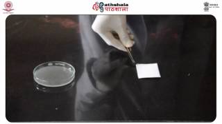 Silver Nitrate Method for Detection of Fingerprints [upl. by Davina466]