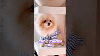 PERRO 🐶 POMERANIA MINIATURA [upl. by Buffo]