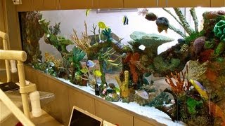 Custom Aquariums and Saltwater Fish Los Angeles [upl. by Dahij472]