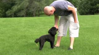 Chief the Miniature Poodle [upl. by Jeroma334]