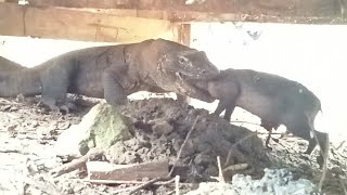 very lucky😱 komodo swallowed a baby wild pig that was still alive [upl. by Luhem]