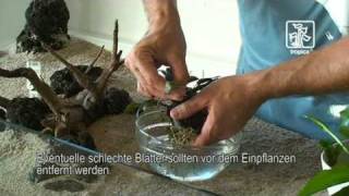 Tips und Tricks zur Handhabung der Pflanzen im Aquarium [upl. by Ayotahs503]