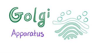 The Golgi Apparatus “the sorter”  Cell Biology and Histology [upl. by Halpern]