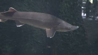 Sterlet sturgeon Fish  Acipenser ruthenus [upl. by Haila]