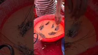 ⚡⚡ Cockroach fry Making Process⚡⚡ shorts telugufoodie esangathulu streetfood foodie omelette [upl. by Londoner691]