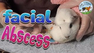 Guinea pig large enormous gigantic facial abscess draining [upl. by Icnarf]