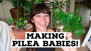 Encouraging Babies on Pilea  Separating Pilea Babies [upl. by Cammy]