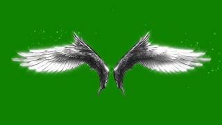 Wings Animation Green Screen HD [upl. by Aehcsrop253]