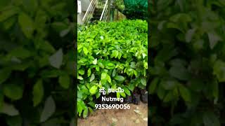 ನಮ್ಮಲ್ಲಿ ಜೈ ಕಾಯಿ ಗಿಡ ದೊರೆಯುತ್ತದೆ nutmeg plants available Suresh 93536900569019060232 [upl. by Ajup]