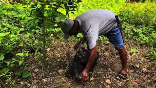 Applying herbicide to lawn after mowing  demolition x  effective nga ba [upl. by Ellierim]