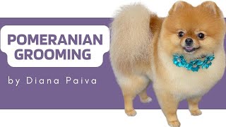 POMERANIAN GROOMING TUTORIAL  How to groom a Pomeranian Step by Step [upl. by Fonseca610]