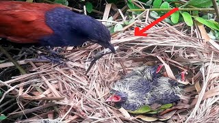 Greater coucal bird brings carnivorous baby foodbirds [upl. by Anade]