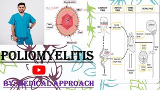 Poliomyelitis  Polio Virus  Virology [upl. by Husch953]