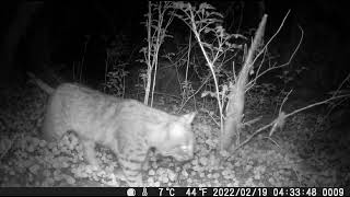 Bobcat Closeup [upl. by Dilahk]