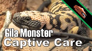 Gila Monster Captive Care  Ep 55 [upl. by Kenimod]