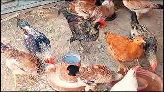 Poultry Farming Business Plan How to Protect Your Chicks Against Coccidiosis [upl. by Ynnoj]