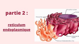 Réticulum Endoplasmique  Partie 2  Biologie cellulaire  2020 شرح بالدارجة [upl. by Eniamor]