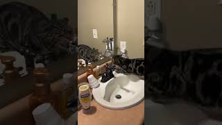 Cat Growling At Itself In Bathroom Sink Mirror [upl. by Yerhpmuh]