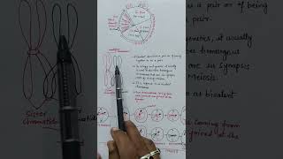 difference between bivalent amp Tetrad celldivision shorts bivalentchromosome tetradchromosome [upl. by Domenic526]