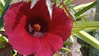 hollyhock plant growth plant care tips lovely garden Greenshine210 [upl. by Adivad]