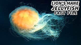 Lions Mane Jellyfish Facts the LARGEST Living JELLYFISH  Animal Fact Files [upl. by Kenneth]