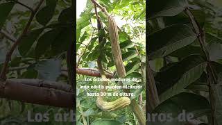 Planta de dulces frutos nativa de las selvas tropicales de América Inga edulis [upl. by Earleen]