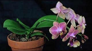 Mini Phalaenopsis [upl. by Trevah]