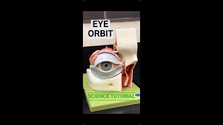 Eye Orbit Model [upl. by Aleras]