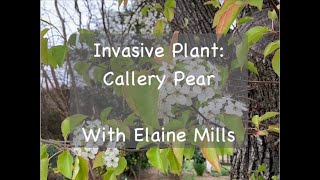 Invasive Plant Callery Pear [upl. by Adaven]