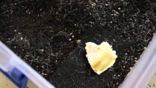 Breeding White Worms Video [upl. by Horner]