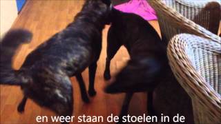 dekking lex en wanda zonder clip jan 2013 [upl. by Arriet884]