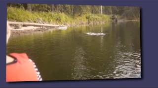 Fishing and Wildlife in Fairbanks Alaska on the Chena River [upl. by Llehsad]