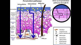 LEC 2 Components of epidermis amp dermis of human skin  Routes of penetration of drugs شرح بالعربي [upl. by Ferne842]