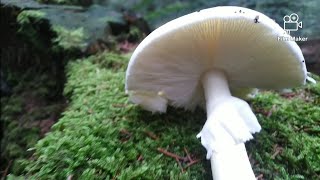 ZLATAR Ep 2 ☠️ SMRTNO OTROVNA ZELENA PUPAVKA AMANITA PHALLOIDES ☠️ [upl. by Nagah291]