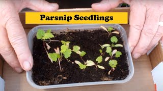 Grow Parsnips Start seeds indoors in Coir then transplant the seedling outdoors in a raised bed [upl. by Aem189]