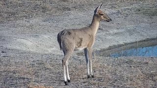 Common Duiker at Djuma Waterhole [upl. by Aremat]