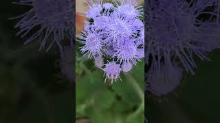 Beauty of Ageratum flossflower shorts flowers [upl. by Ecirtam]