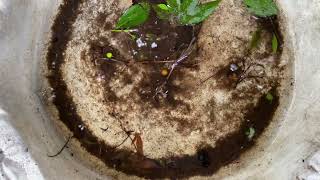 Tadpoles swimming in birdbath [upl. by Imuyam]