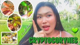 THE WENDTII  TYPES OF CRYPTOCORYNES🌱 Vlog9 Aleonahs Aqua Culture [upl. by Dorina149]