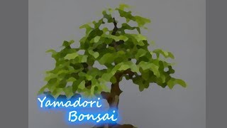 Yamadori Carpinus betulus 001 and 002 [upl. by Sherburn]