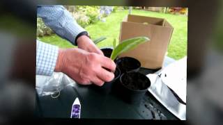 potting up streptocarpus plugs [upl. by Elie301]