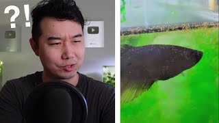 MYSTERIOUS creatures in my Betta Fish Tank  Fish Tank Review 231 [upl. by Otsugua830]