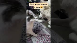 Billi mausi aur shero funnyvideo cat funny comedy catlover cute catlaughs laughoutloud [upl. by Einnob]