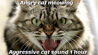 Angry cat meowing  Aggressive cat sound 1 hour [upl. by Allenad]