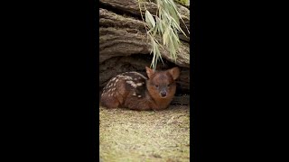 Tiny newborn deer nestles under log at San Diego Zoo [upl. by Alikat]