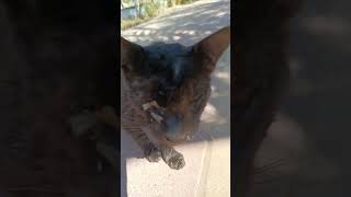 Hormuz Island کمک به گربه تصادفیBe kind to nature and animals Help the accidental cat with a motor [upl. by Feinberg]