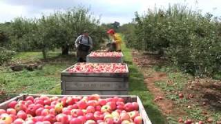 Its summer time on Boxford Farm and the orchards are bursting with apples [upl. by Braden835]