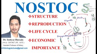 Morphology and Life Cycle of Nostoc Reproduction Thallus Structure Akinetes bsc 1st year [upl. by Robina]